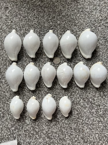 White egg cowries seashells - egg,