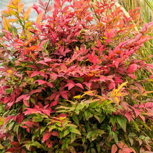 Nandina gulf stream - nandina, heavenly