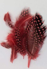 Flytying Scotland Guinea fowl Feather