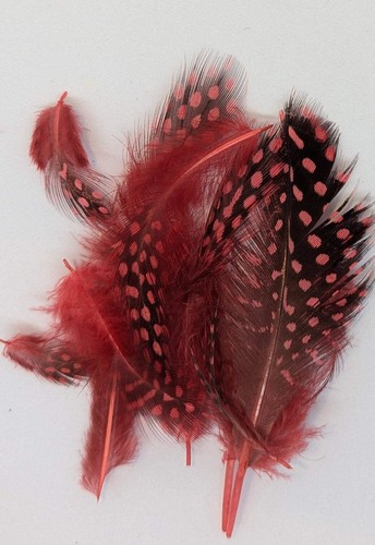 Flytying scotland guinea fowl - flytying,
