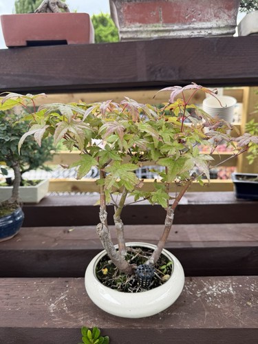 Chinese maple bonsai - chinese,