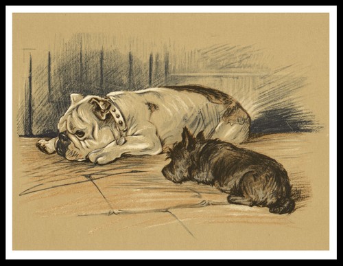 Bulldog and scottish terrier - bulldog,