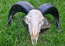 Ram Skull taxidermy art craft