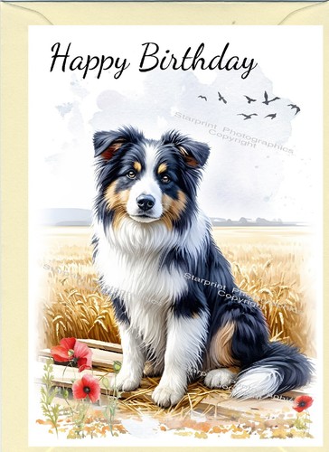 Border collie dog - dog, sheepdog