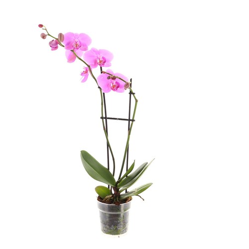 Phalaenopsis double stemmed - phalaenopsis,