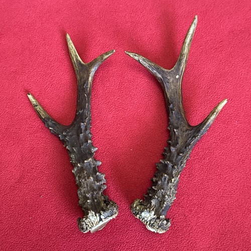 Pair roe deer antlers - roe,