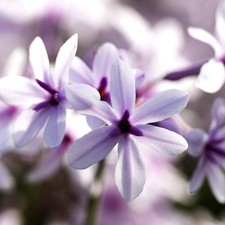 Tulbaghia purple eye 9cm - eye,