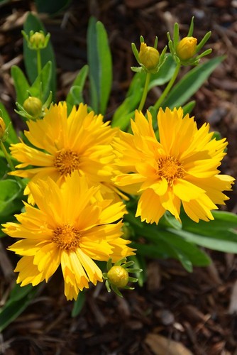 Coreopsis golden crown - golden, 5