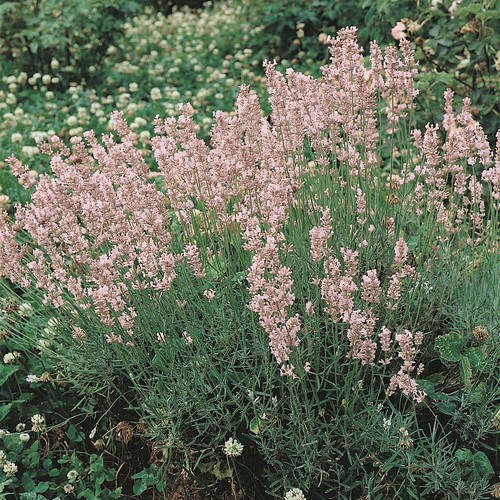 Lavender rosea pink - rosea, english
