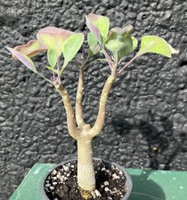 Othonna Triplinervia Caudex