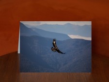 Golden Eagle - A5 Photography