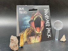 Genuine dinosaur fossil pack