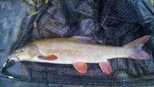 CMCS Dead Baits - Barbel