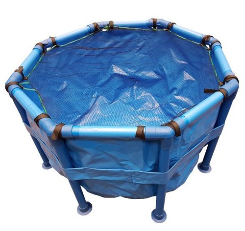 Koi vat fish - fish, with