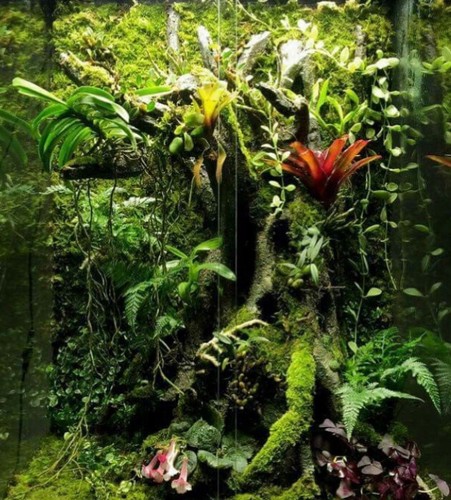 Tropical terrarium vivarium - tropical,