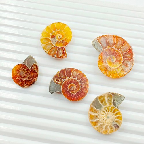 Pieces natural abalone - abalone, shell