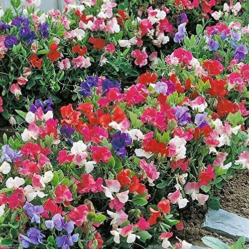 Sweet pea knee - 5x, 'knee