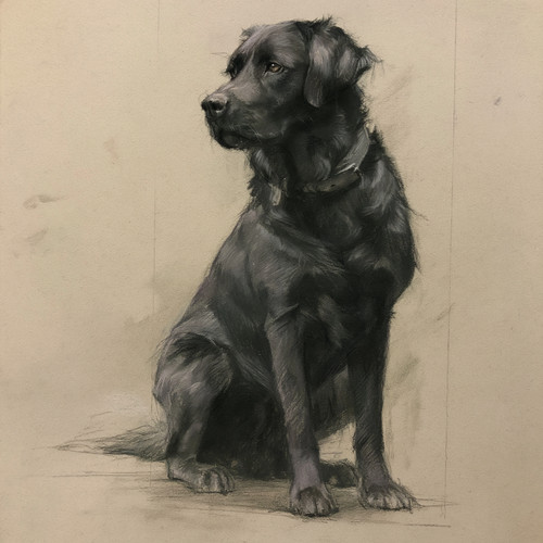 Black labrador retriever dog - labrador,