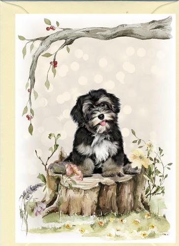 Havanese dog greetings card - greetings,