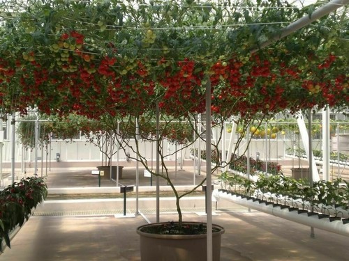 100 genuine rare tomato - 100%,