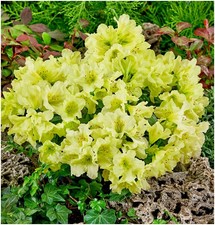 2 Litre | Dwarf Rhododendron