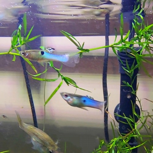 Endler guppies japan blue - blue, |