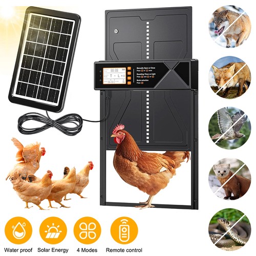 Automatic chicken coop - chicken,