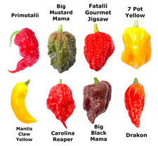 Worlds HOTTEST Chilli - 40