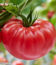 25 SEEDS - TOMATO (BRANDYWINE