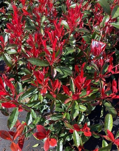 Photinia red robin - red,