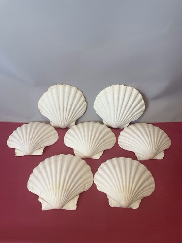 Large scallop shells 10cm - 7, x
