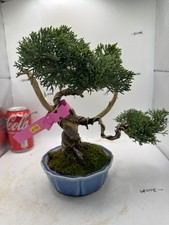Juniper Bonsai  About 12 years