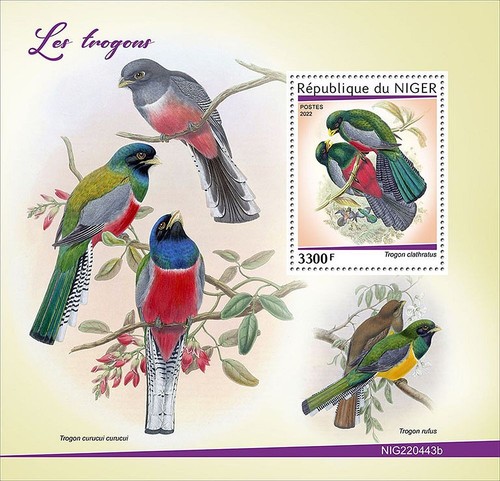 Trogons trogon tropical - trogons,