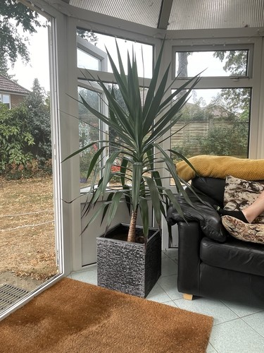 Healthy 6ft tall yucca - healthy,