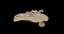 Taxidermy Tiny Four Lined