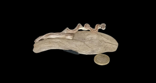 Taxidermy tiny four lined - tiny,
