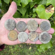 Rare coral fossil cretaceous - rare,