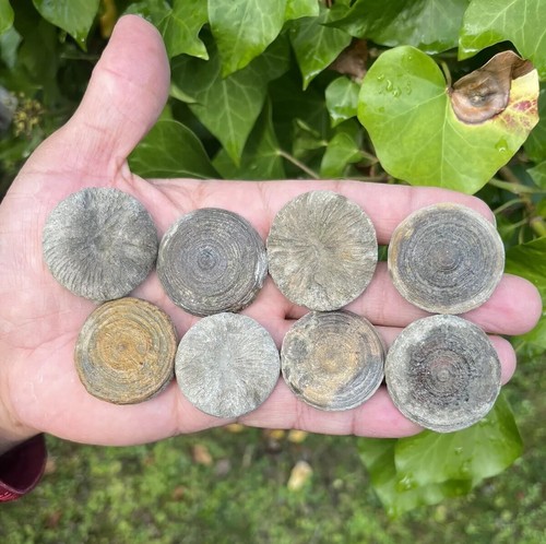 Rare coral fossil - coral, cretaceous