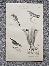 Examples of Passeres Birds