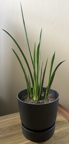 Sansevieria bacularis - sansevieria,