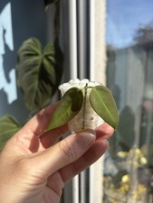 Hoya Carrii Rooted Snip. Dark