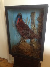 Victorian Taxidermy Temminck's tragopan cased museum quality Tragopan temminckii