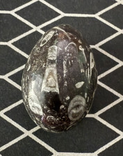 Egg Shaped Orthoceras Fossil