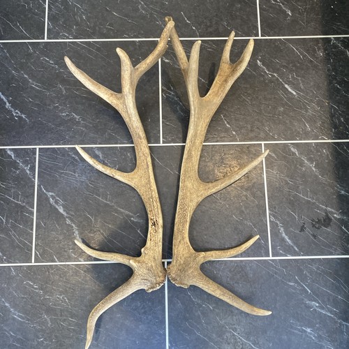 Large red deer - large, antlers