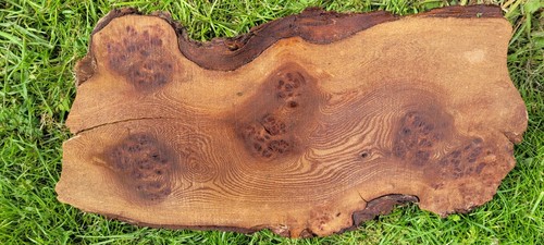 Timber scottish burr elm - scottish,