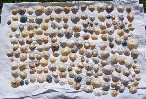 Over 120 north sea - 120,
