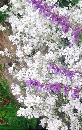 Snow summer cerastium - in,