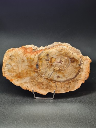 Petrified wood slab - petrified, –