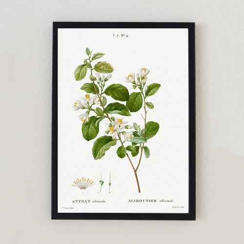 Antique flower botanical - flower,