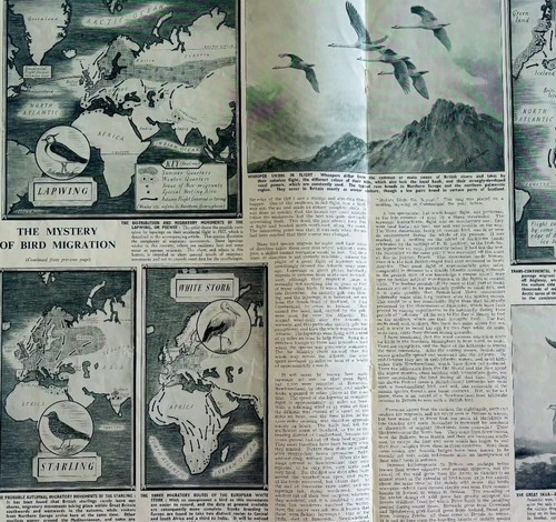 1952 mystery bird migration - of,